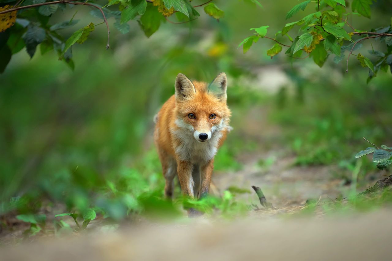 TD to introduce bill seeking to ban fox hunting
