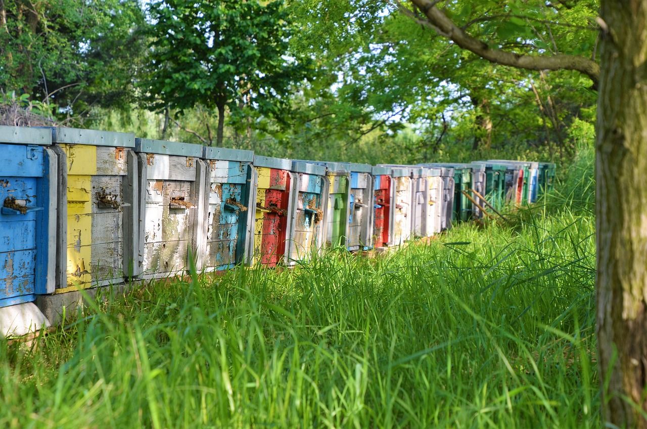 New programme launched to support beekeepers in Ireland