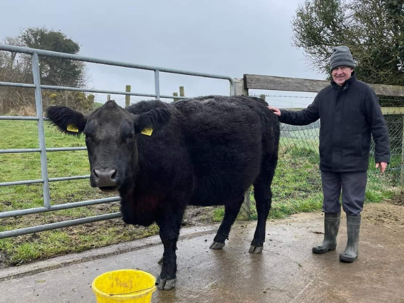 Farmer to donate proceeds of Angus cow sale to Palliative Care charity