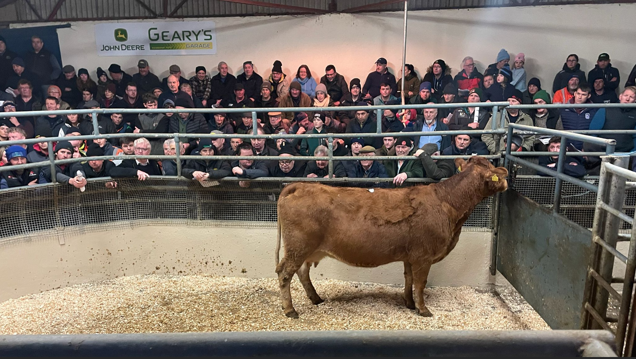 In-calf cows reach €4,750 at Sixmilebridge suckler dispersal sale