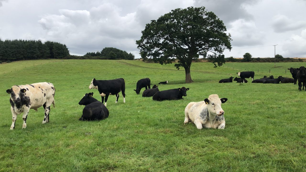 ABP Demo Farm wins 2024 Chambers Ireland award