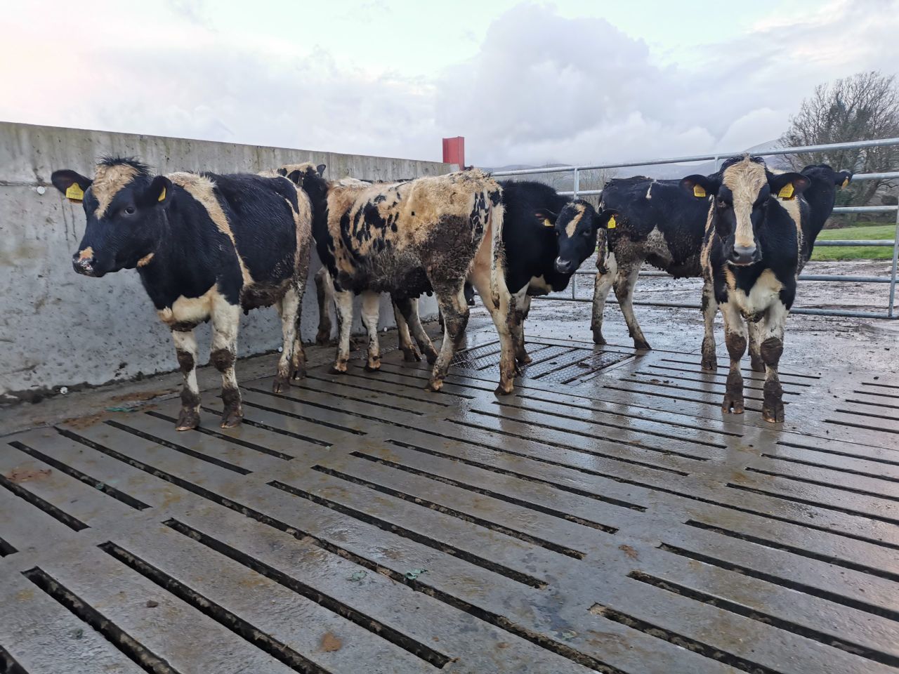 Virtual dairy sale returns to Cashel Mart for 2022