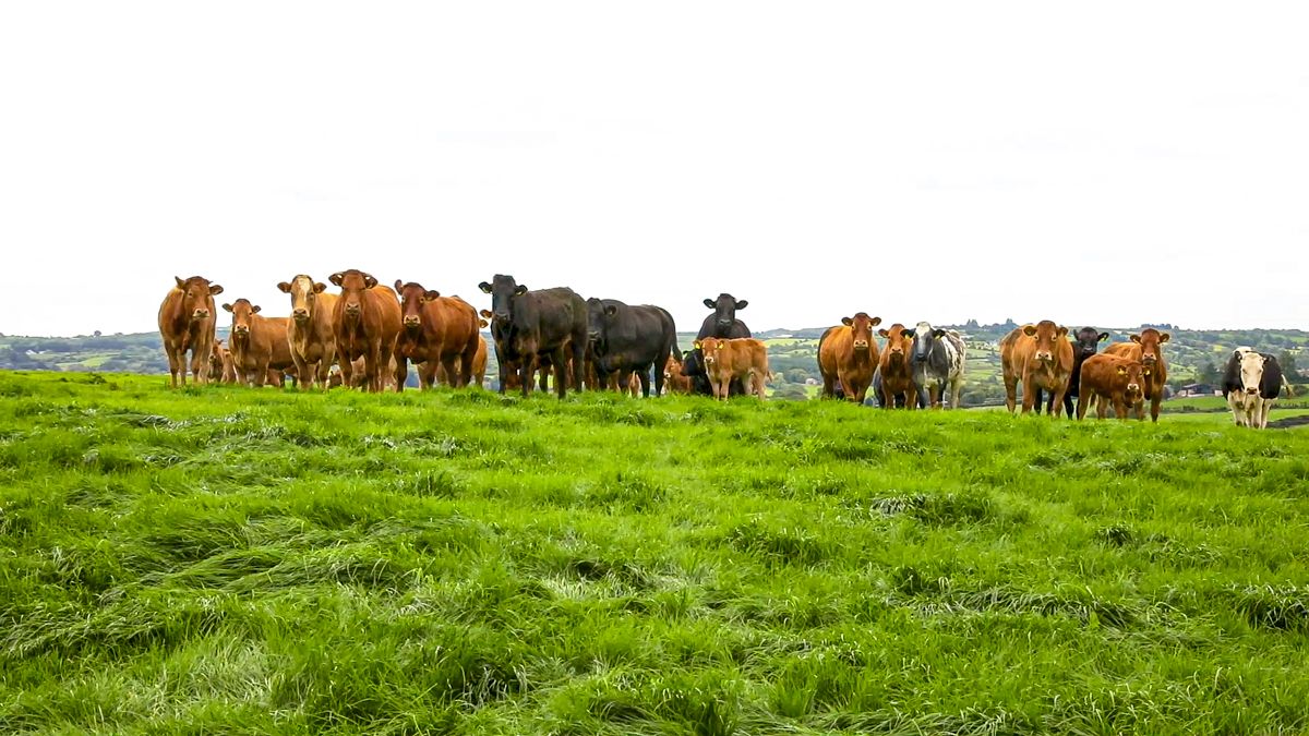 Teagasc researcher awarded for livestock genomics campaign
