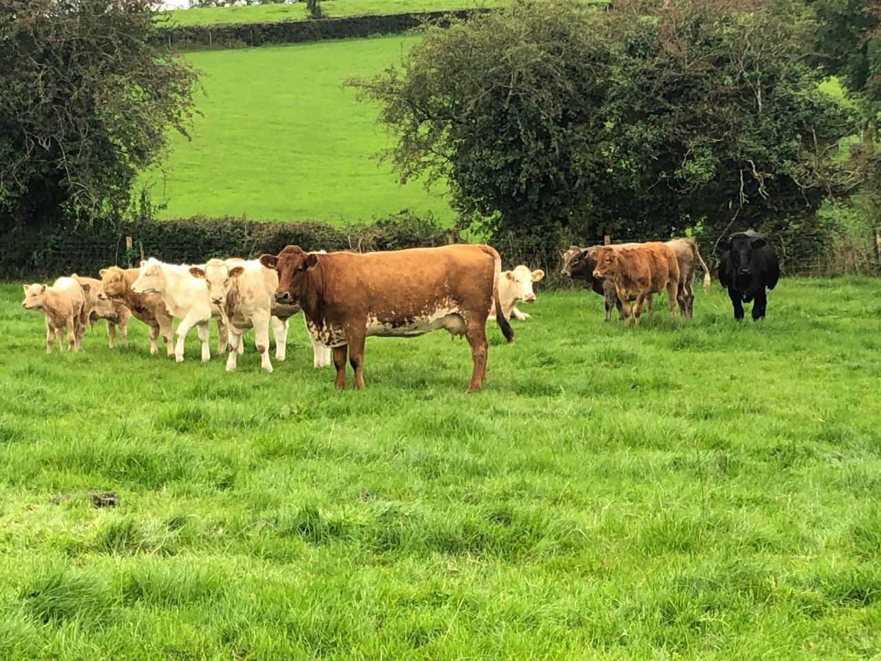 Have you scanned your suckler herd yet?