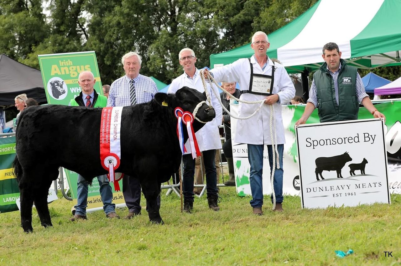 Results: Angus bull calf championships at Moate Show