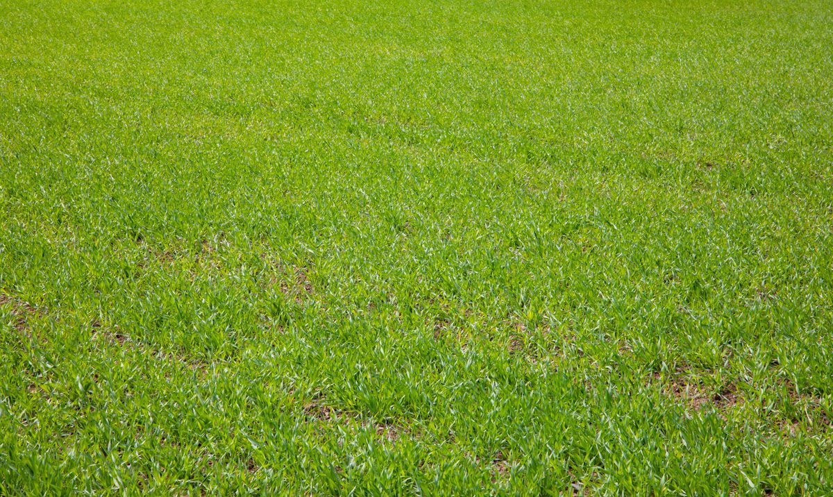 Keeping disease at bay in spring barley crops