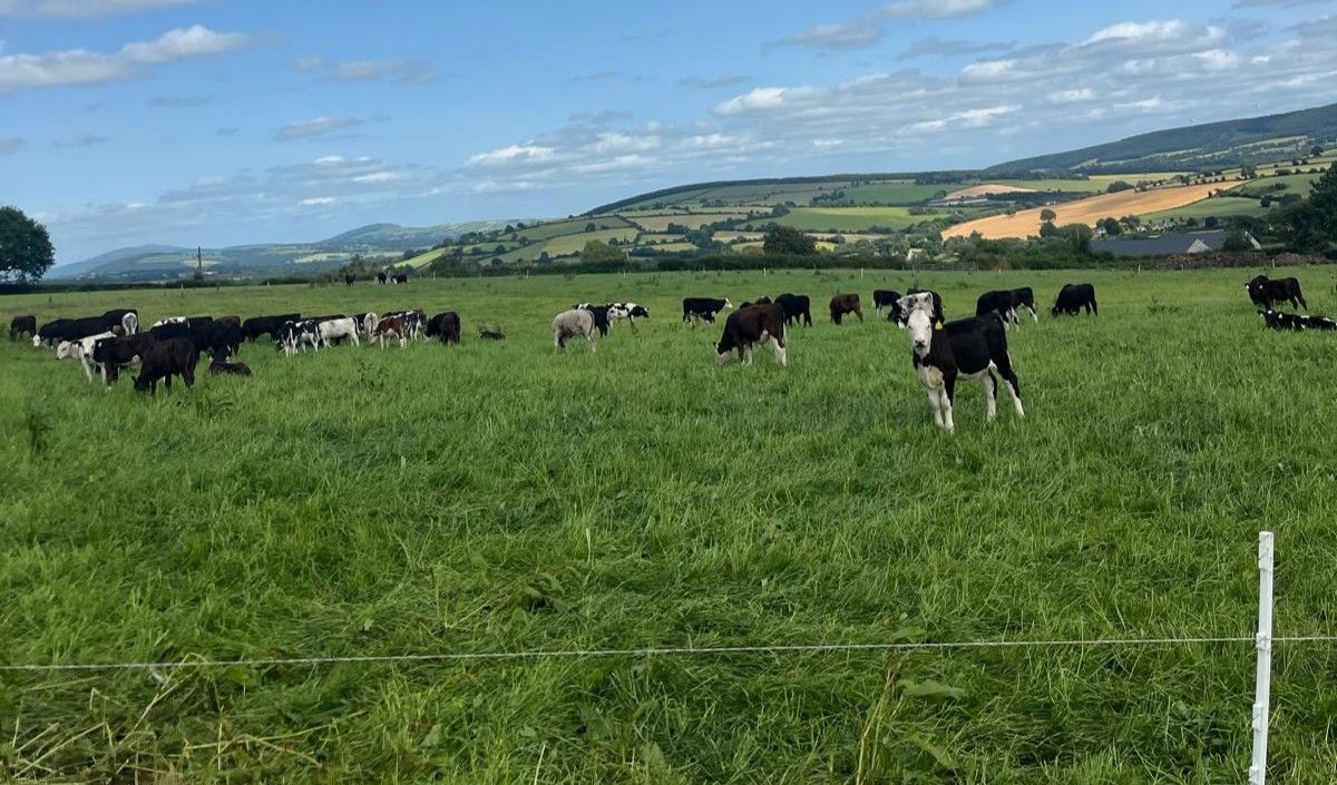 ABP Demo Farm: How have cattle been performing since the drought?