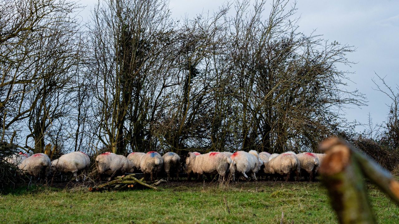 A number of sheep scab issues arising on farms