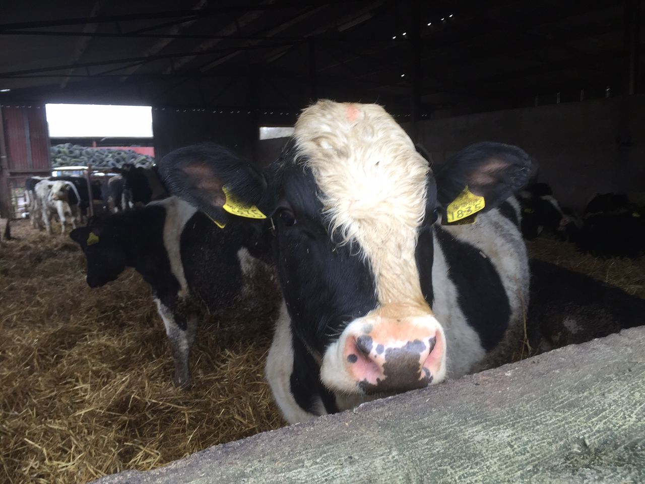 Over 1,000 Irish bulls take to the seas for Libya
