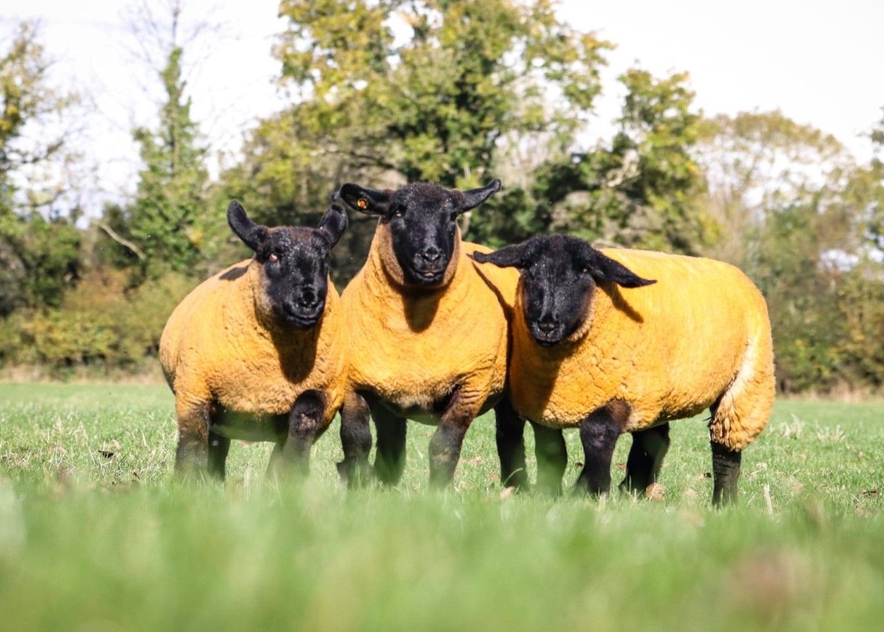 Inaugural sale of in-lamb pedigree Suffolks set for Athenry