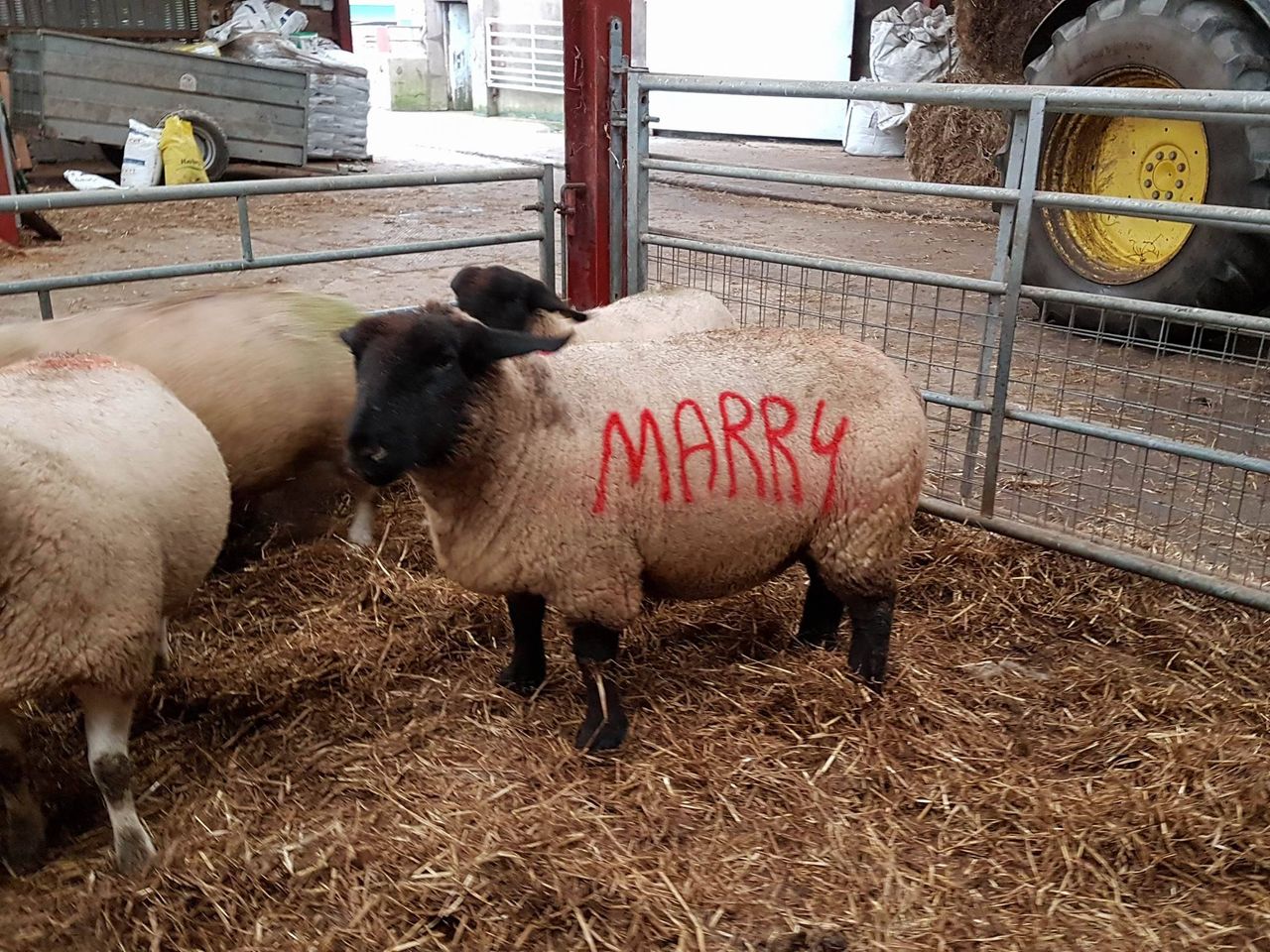 Romantic sheep farmer pulls off unique marriage proposal