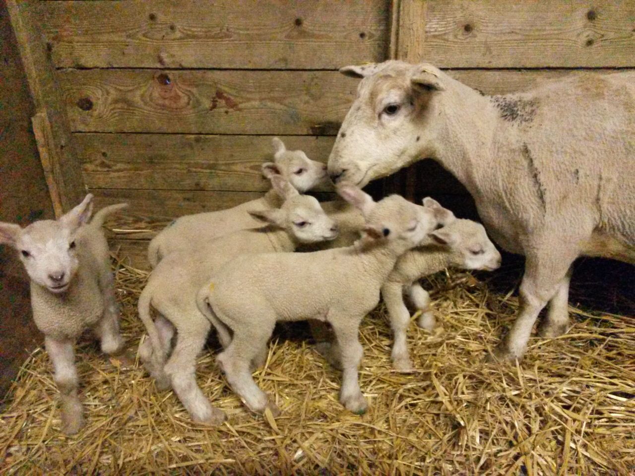 6 sets of quintuplet lambs born on one lucky Offaly farm
