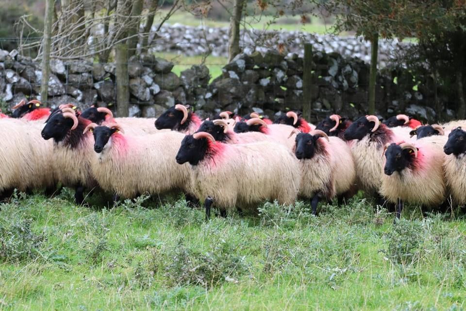 The Mayo Blackface Group is set to host its annual show and sale