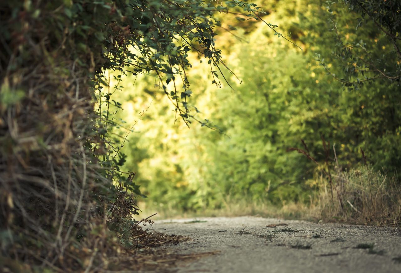 'Several initiatives' exploring hedgerow carbon sequestration qualities