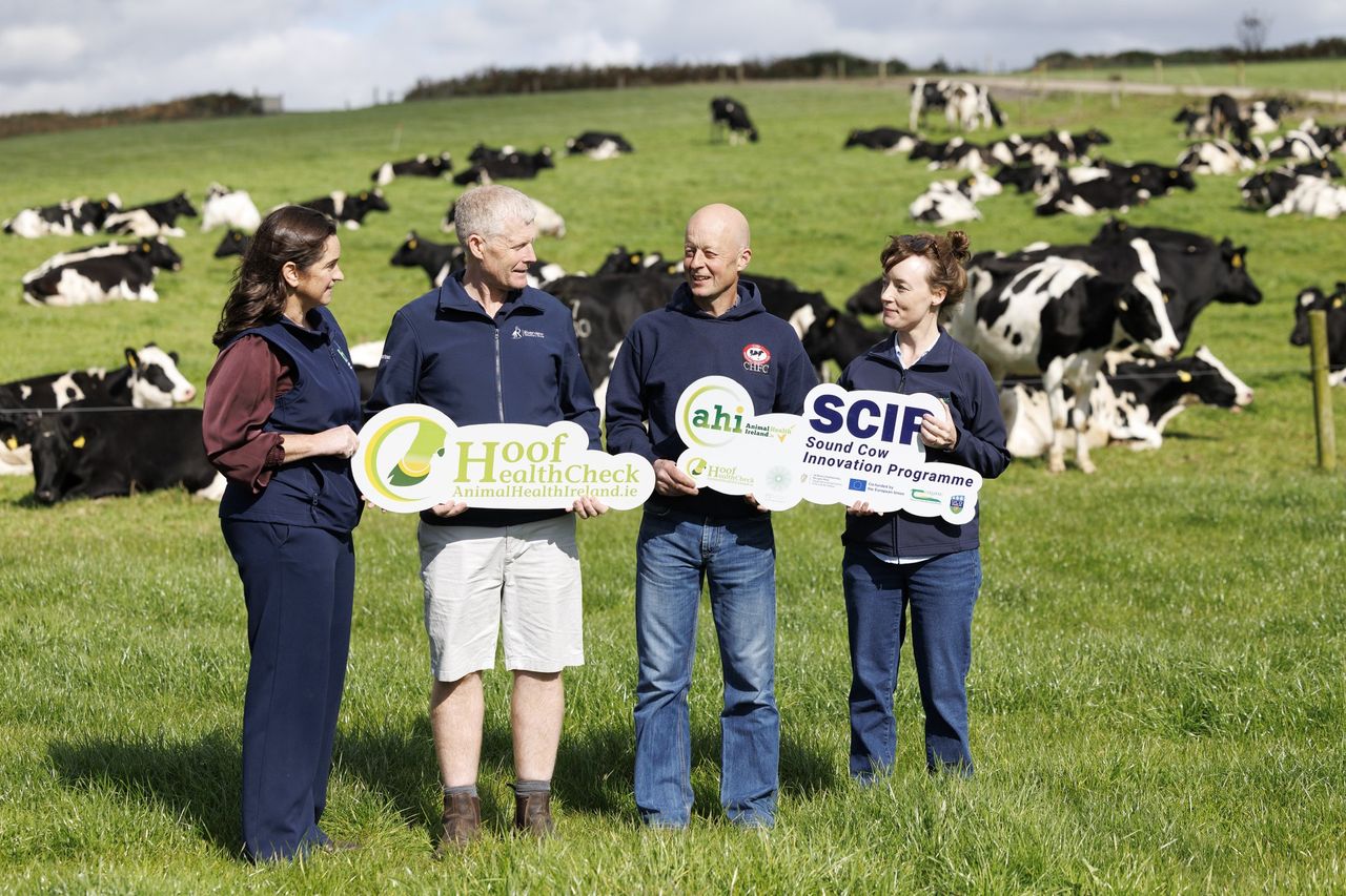 AHI dairy herd lameness initiative to start with 10 pilot farms