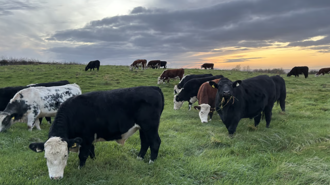 Watch: No recovery in factory cattle supply expected this year