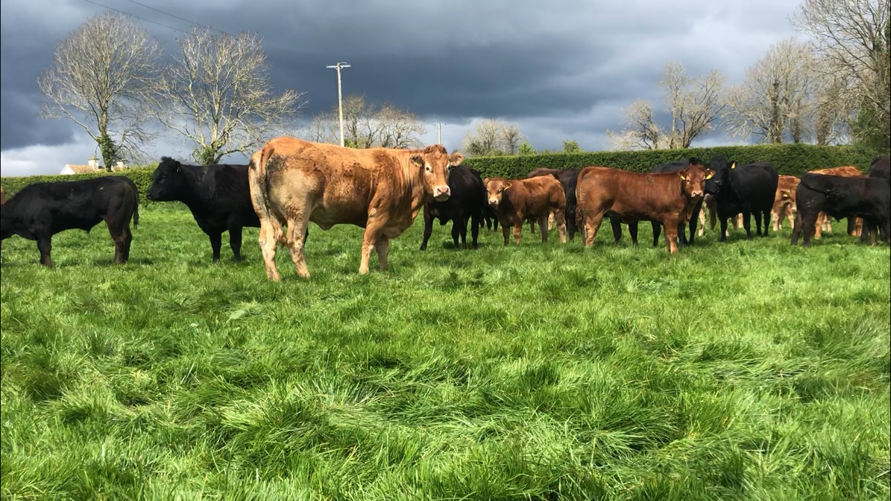 Beef trade: Prices begin to move with heifers out in front