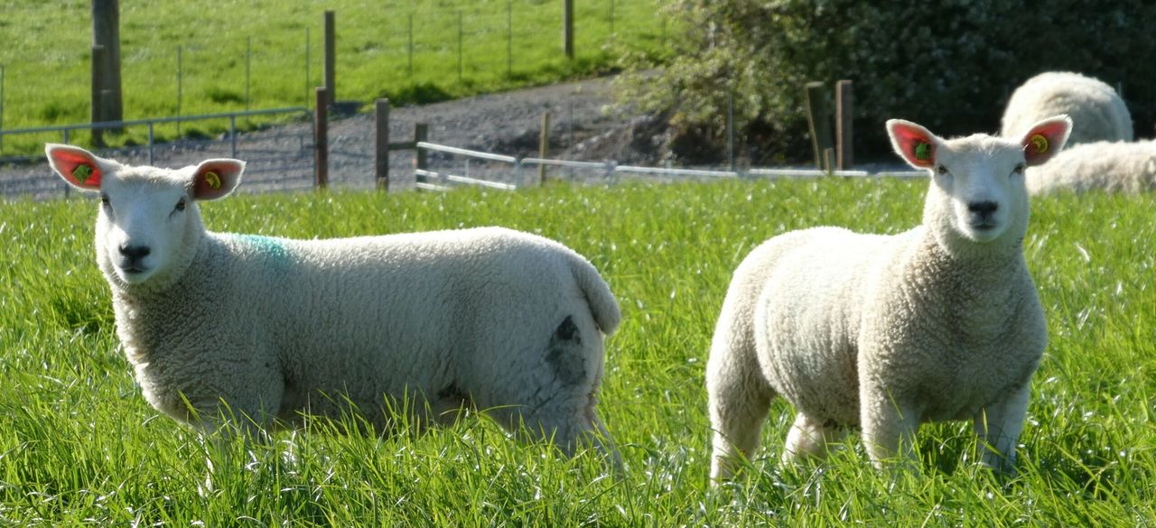 Open day planned at NI's first RamCompare flock