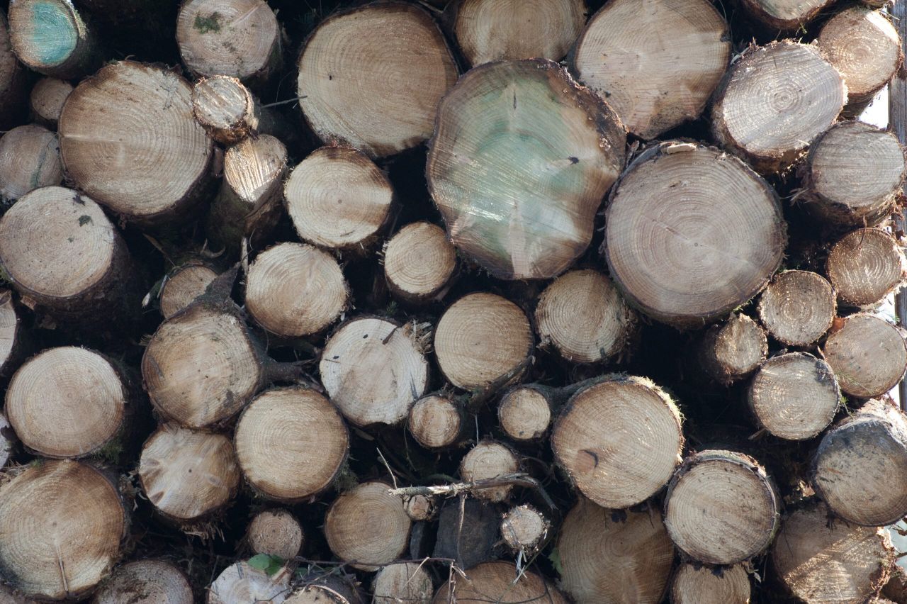 Department meets 40% of forest licence target for 2021 so far