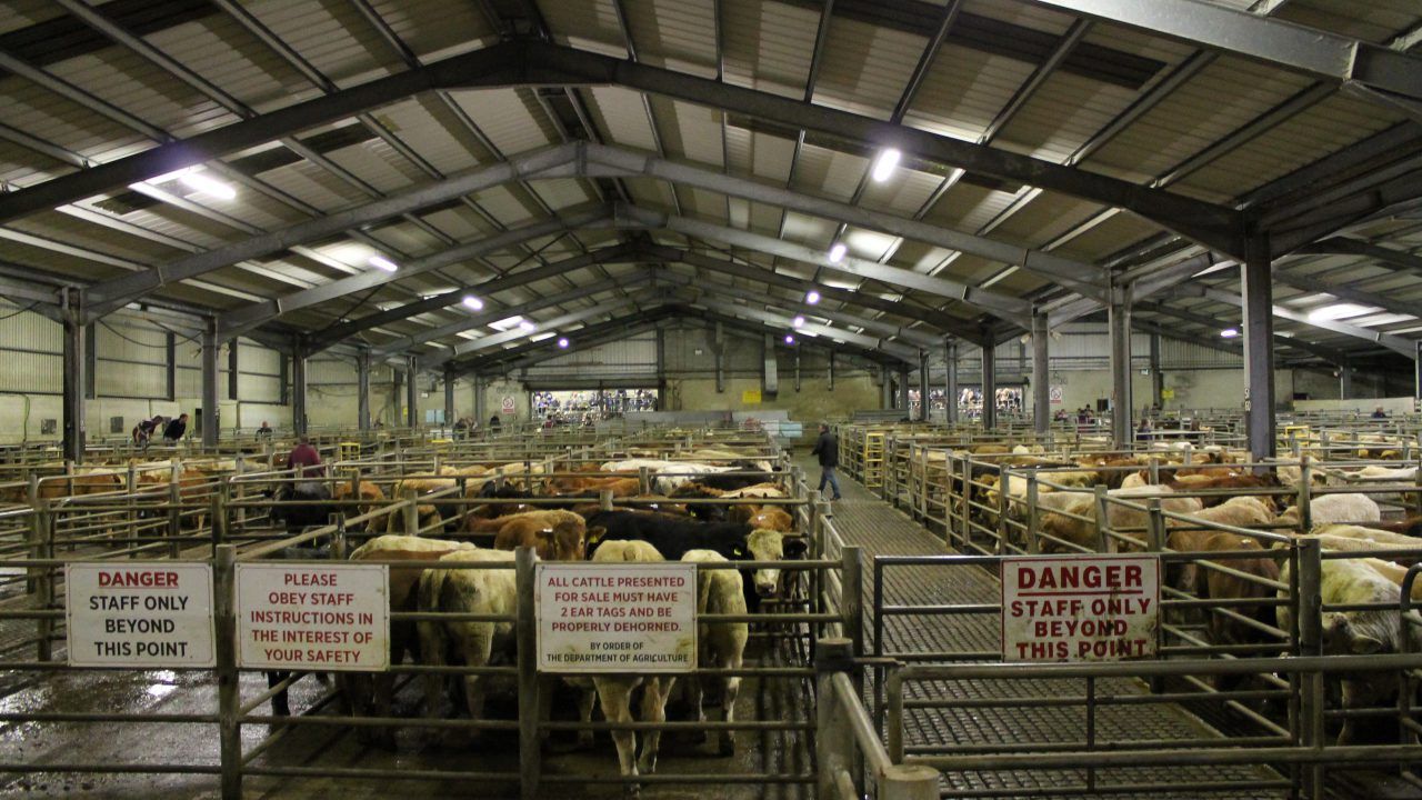 Over 1.8 million cattle sold through Irish marts in 2023
