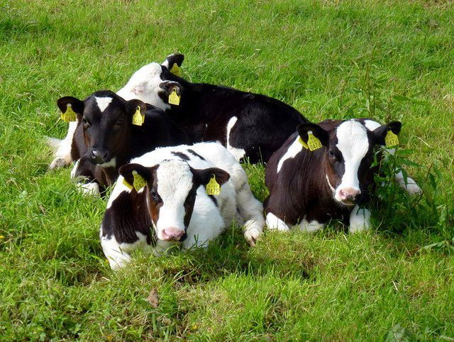 Calf registrations exceed 1.9 million head mark