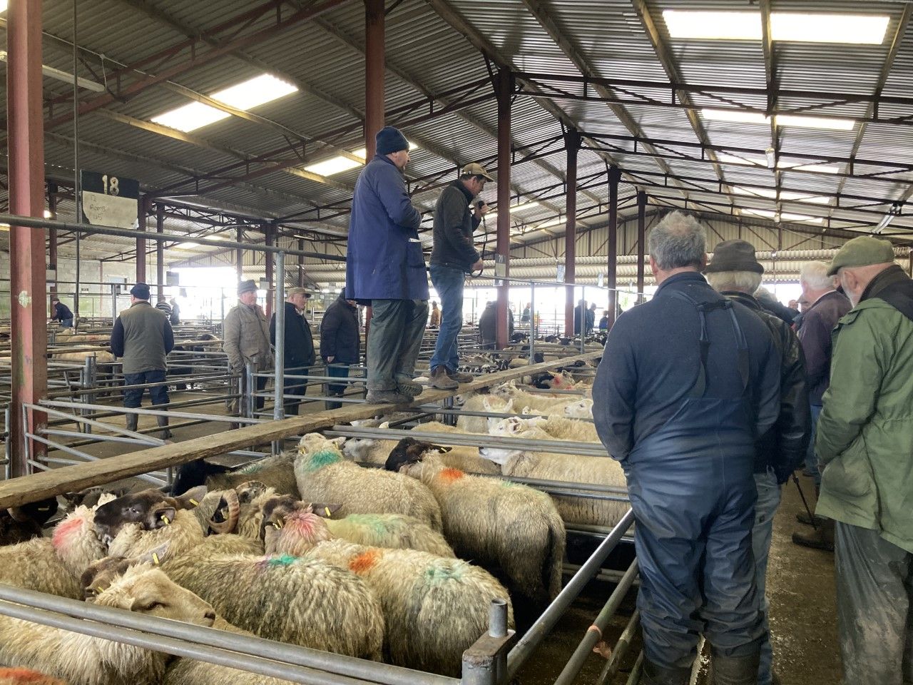 Pics and prices: Cull ewes top €230 at Mountbellew Mart