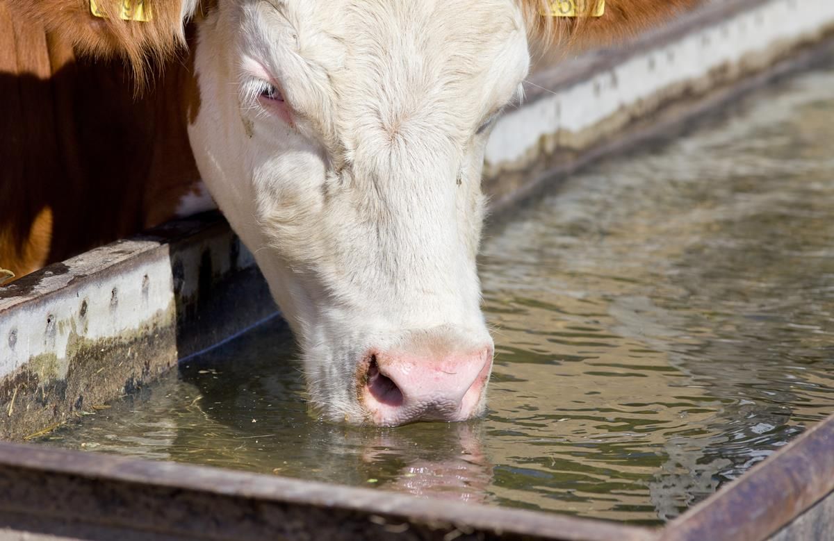 Are your drinking troughs big enough for your herd size?