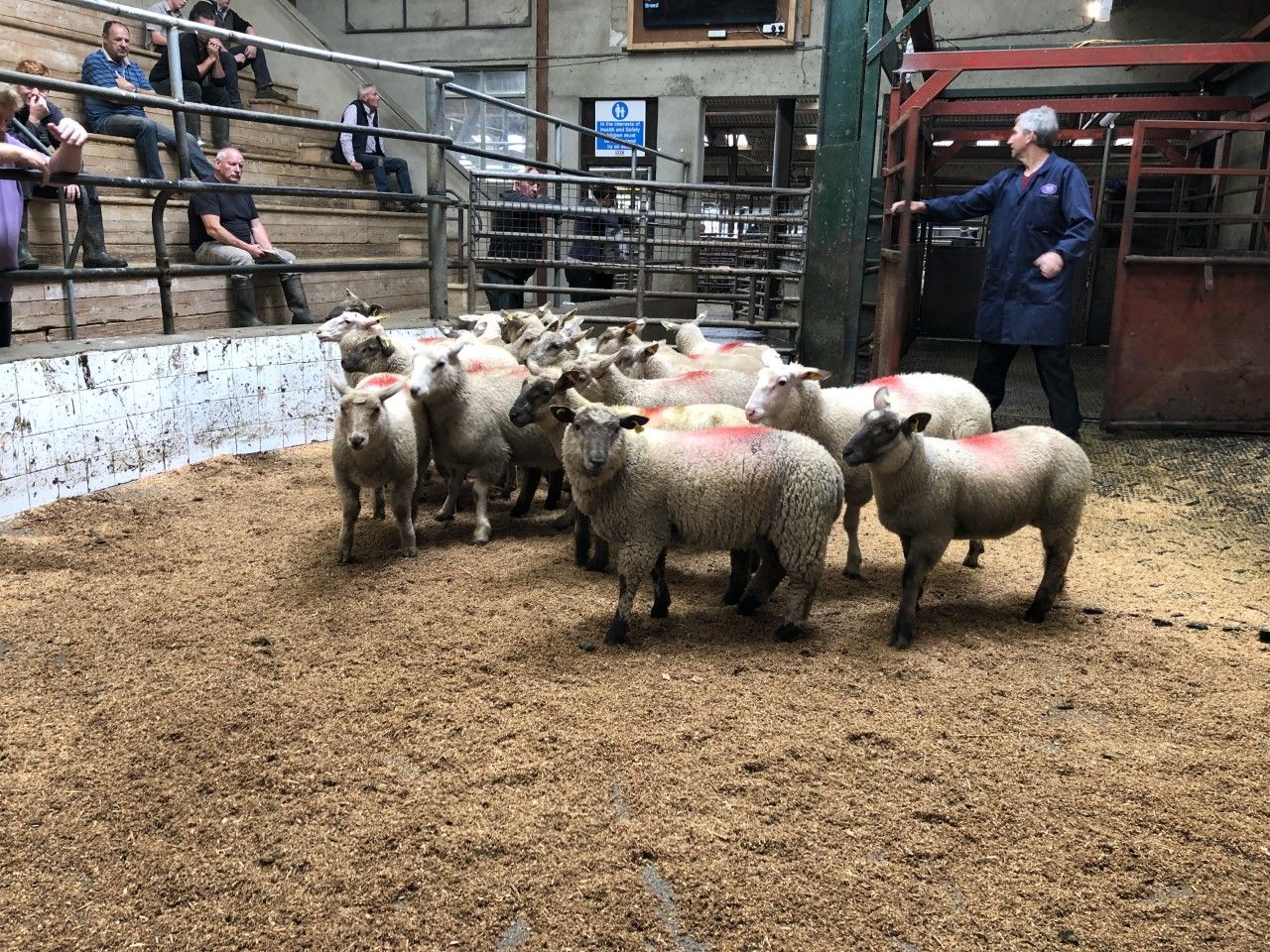 Sheep marts: Lamb trade continues in positive fashion