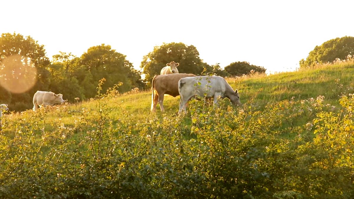 'Very unlikely' EU will reach 2030 organic farming target