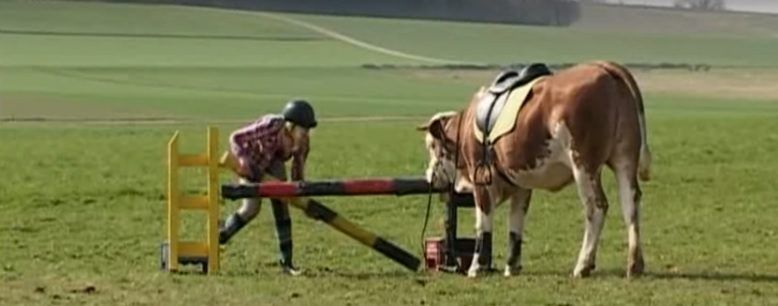 Video: Meet the cow trained to jump like a horse