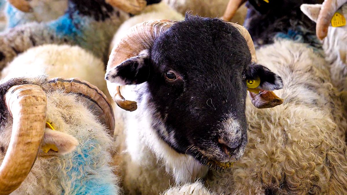 'Hill-bred stores back €25/head on last year'