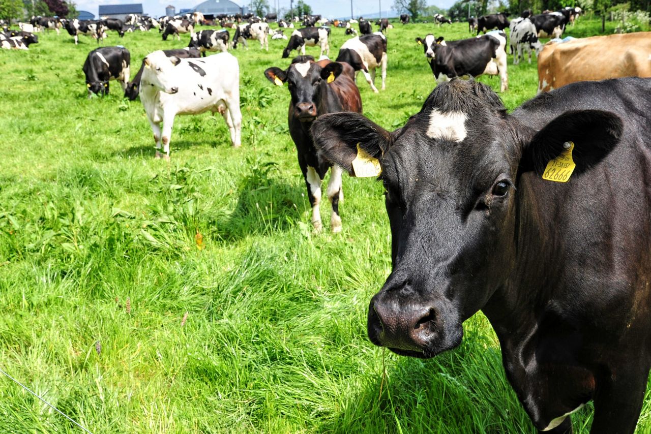 Average dairy farm income over €150,000 in 2022 - survey