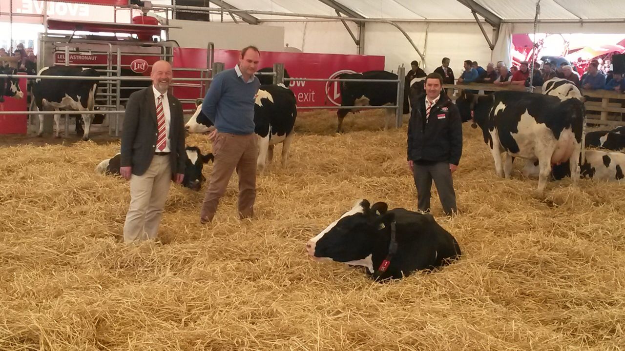 The cow takes control with automatic milking