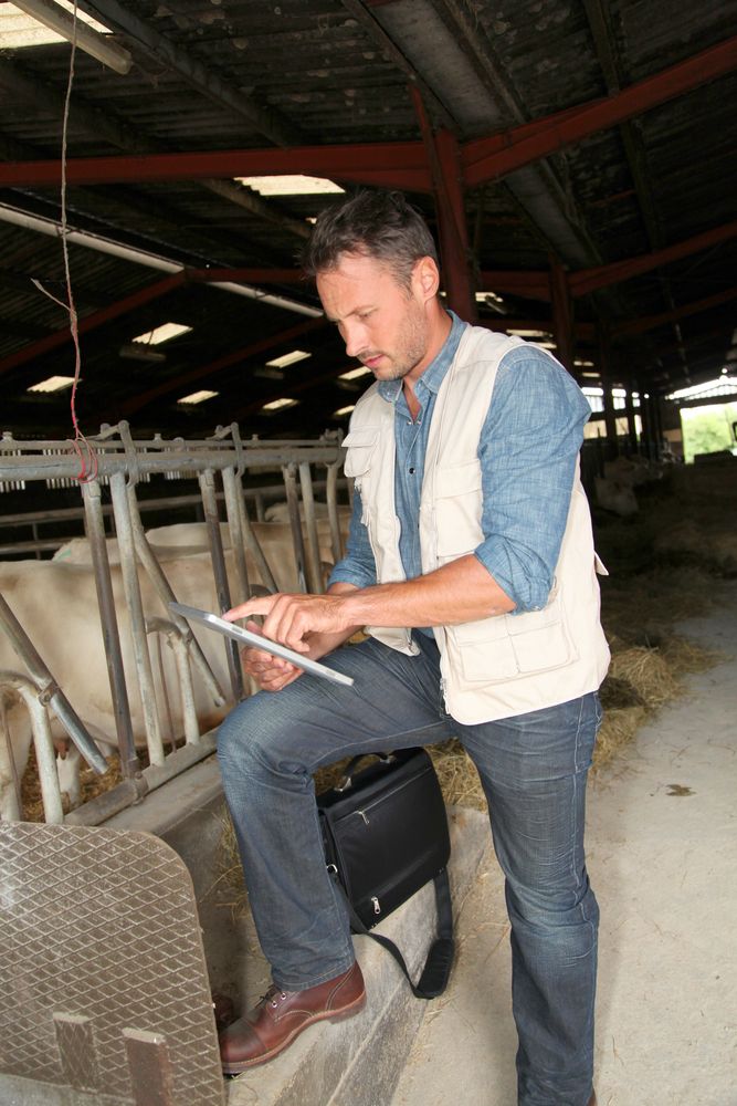 Advice on compulsory BVD testing