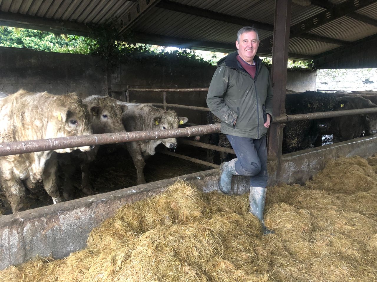 Beef Focus: Running a bull-beef finishing system alongside 500 breeding ewes