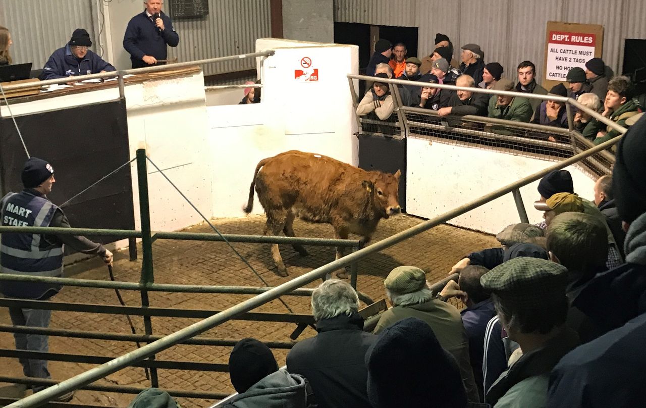 Cattle marts: Pics and prices from Mountrath heifer and bullock sale