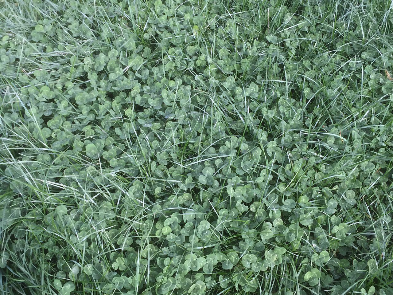 Grass clover swards are a win-win for farmers