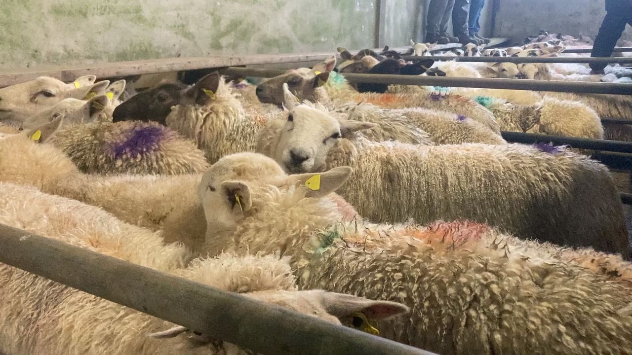 Sheep trade: Hogget prices increase, as cull ewes edge closer to €4.00/kg