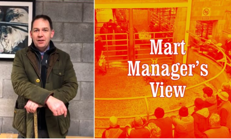 'In comparison to last year, store lambs are €10-12/head dearer' - Carnew's David Quinn
