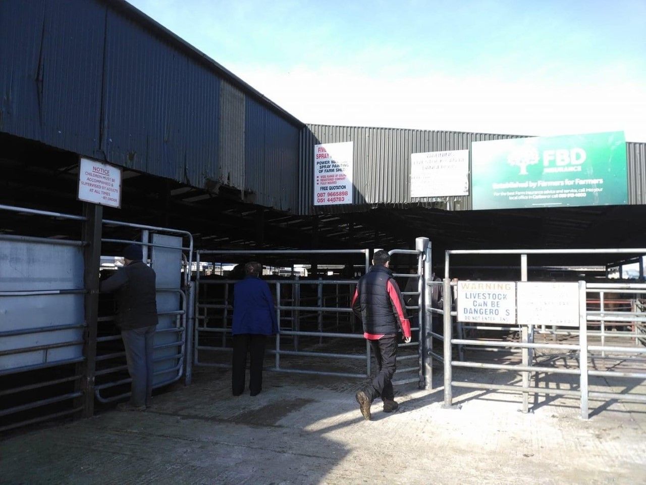 South East Texels ram sale tomorrow in Tullow