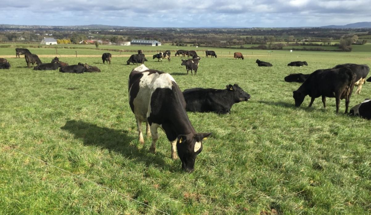 Ciaran Fitzgerald: Future policy drivers for the agri-food sector?