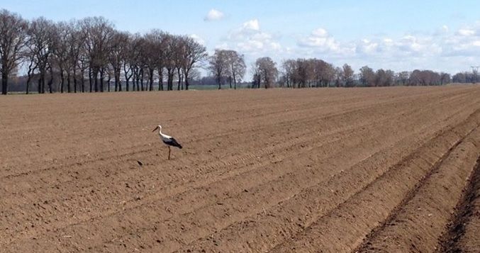 Farming opportunities abound in western Poland