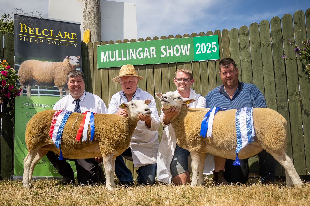 Galway flocks take top titles at Belclare Championship