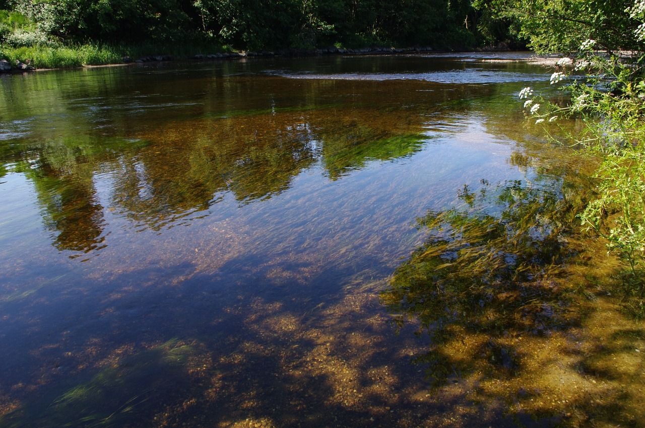 Wildlife charity calls for 'urgent action' on NI water quality