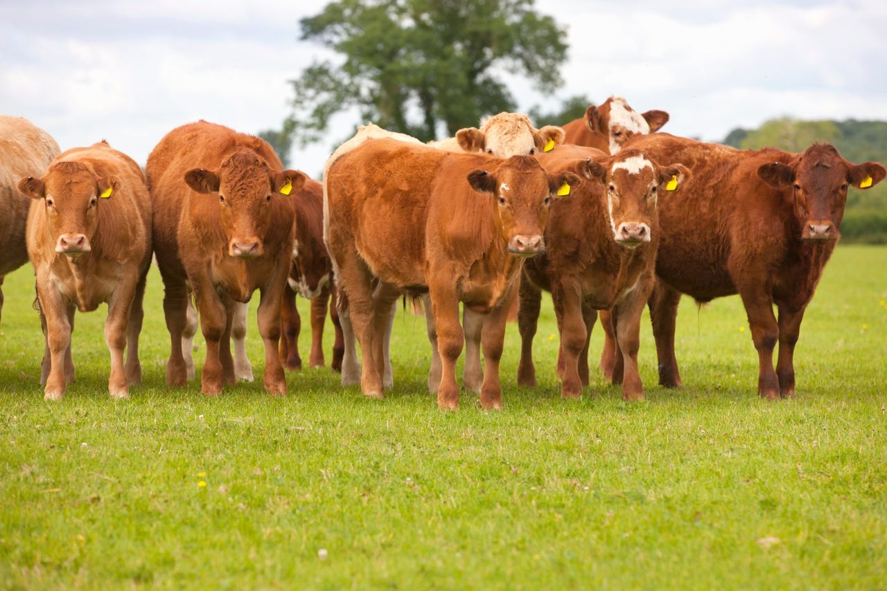 US meat giant to restructure beef strategy amid 'historic' cattle shortage