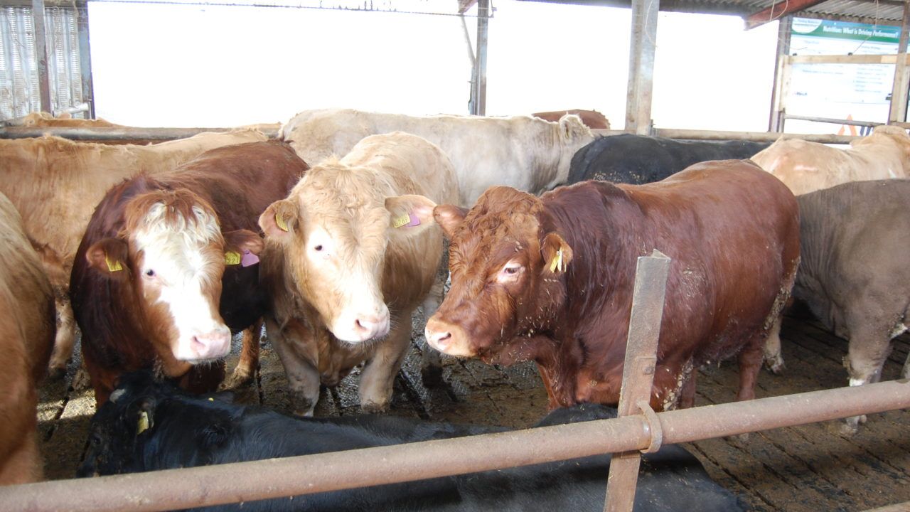 Minister confirms 'flexibility' for SCEP farmers after ICBF changes