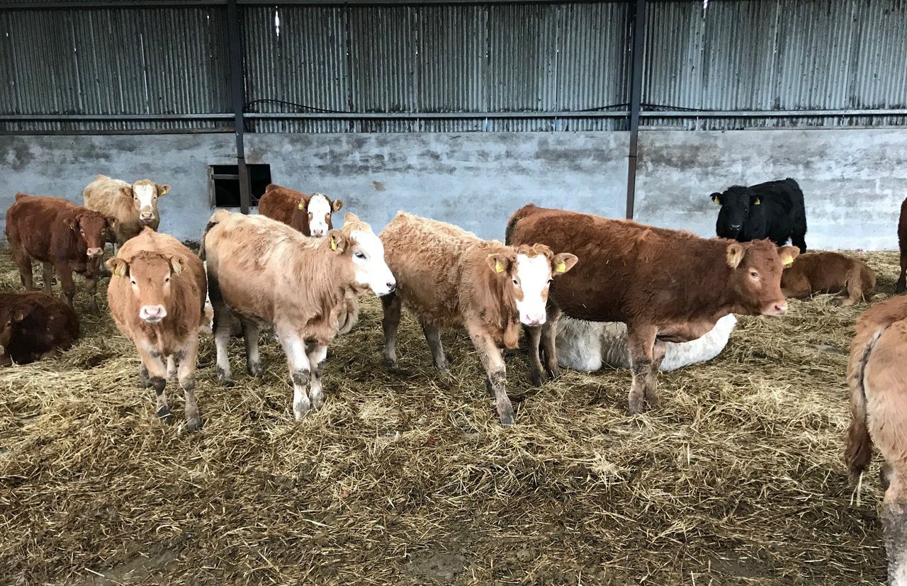 How much is pneumonia costing your beef enterprise?