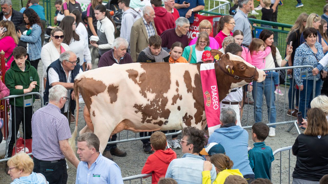 81st annual Virginia Show kicks off in Cavan today