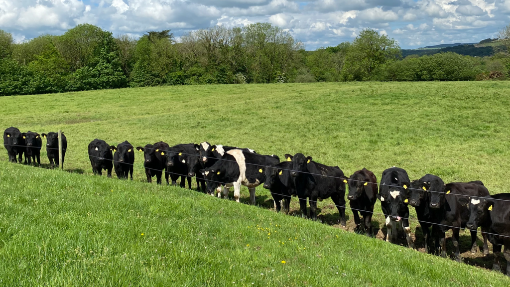 2023 born cattle on Joh Twohigs' farm