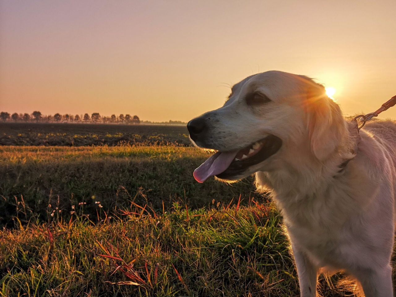 Dog owners urged to watch for heatstroke symptoms during hot spell